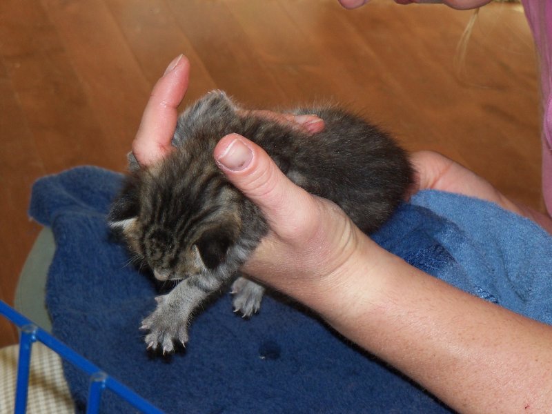 flea treatment for kittens 7 weeks old