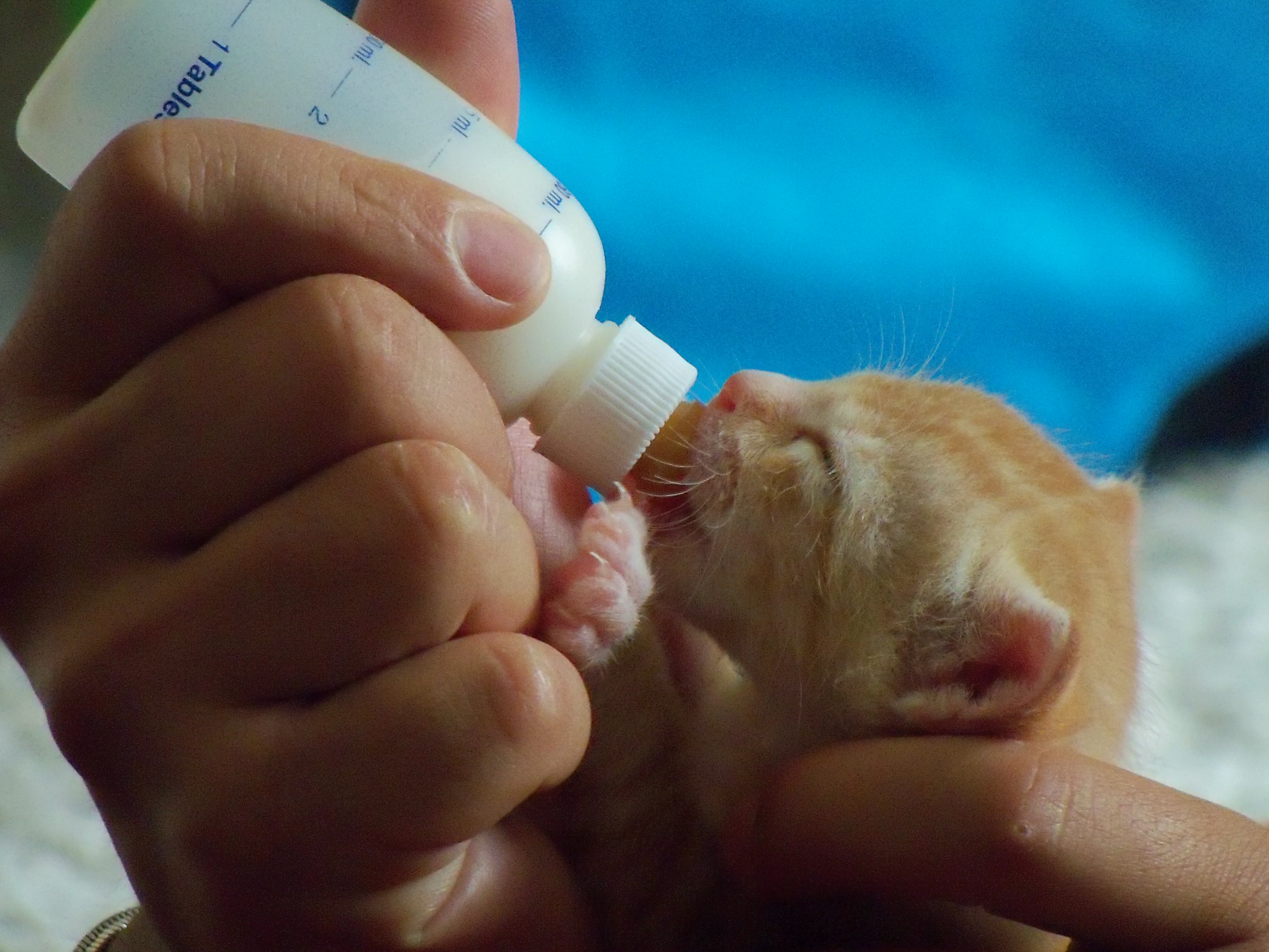 how to take care of 1 day old kittens
