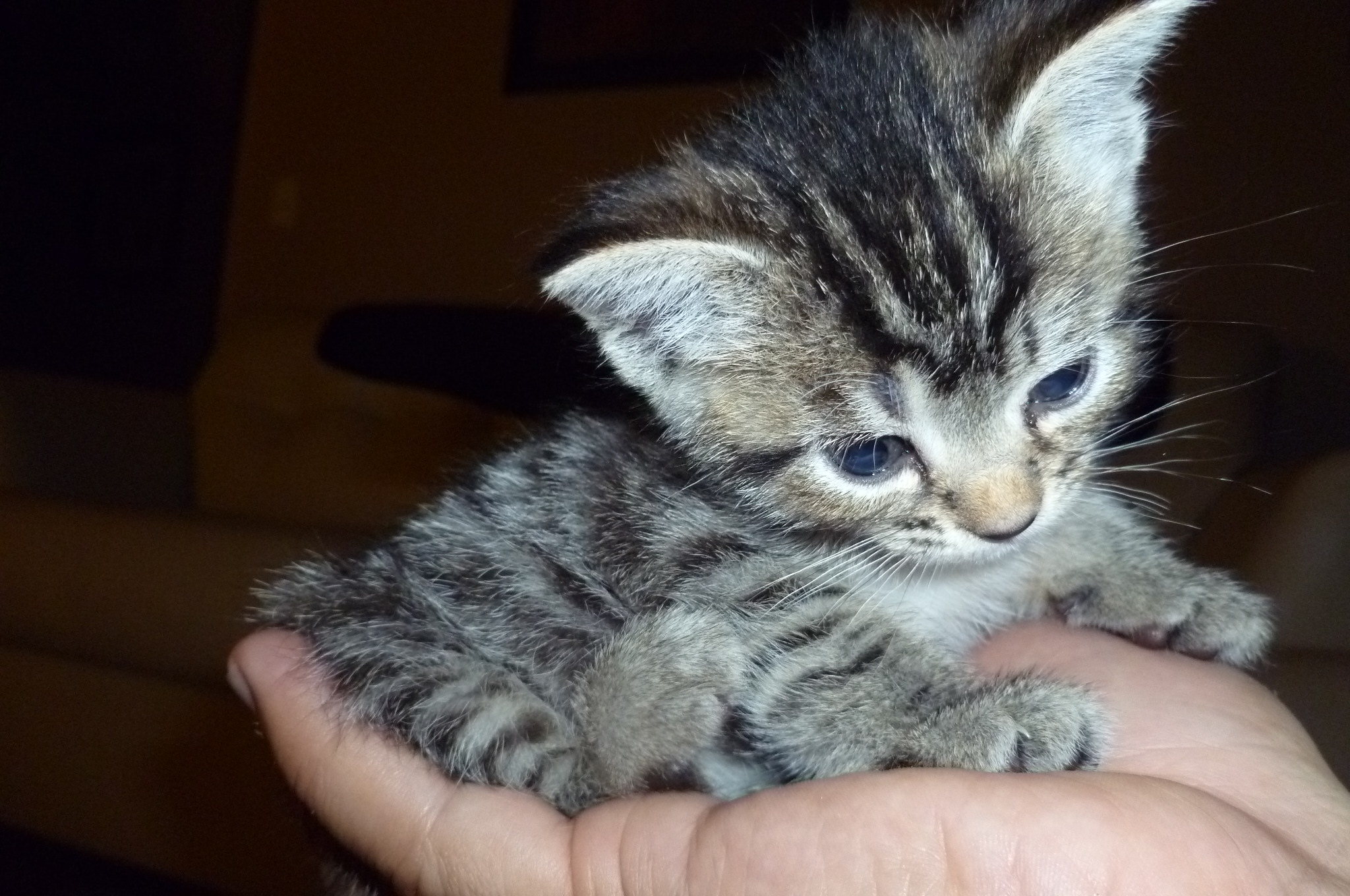 kittens at three weeks