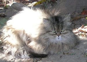 Little Persian Tabby (15)